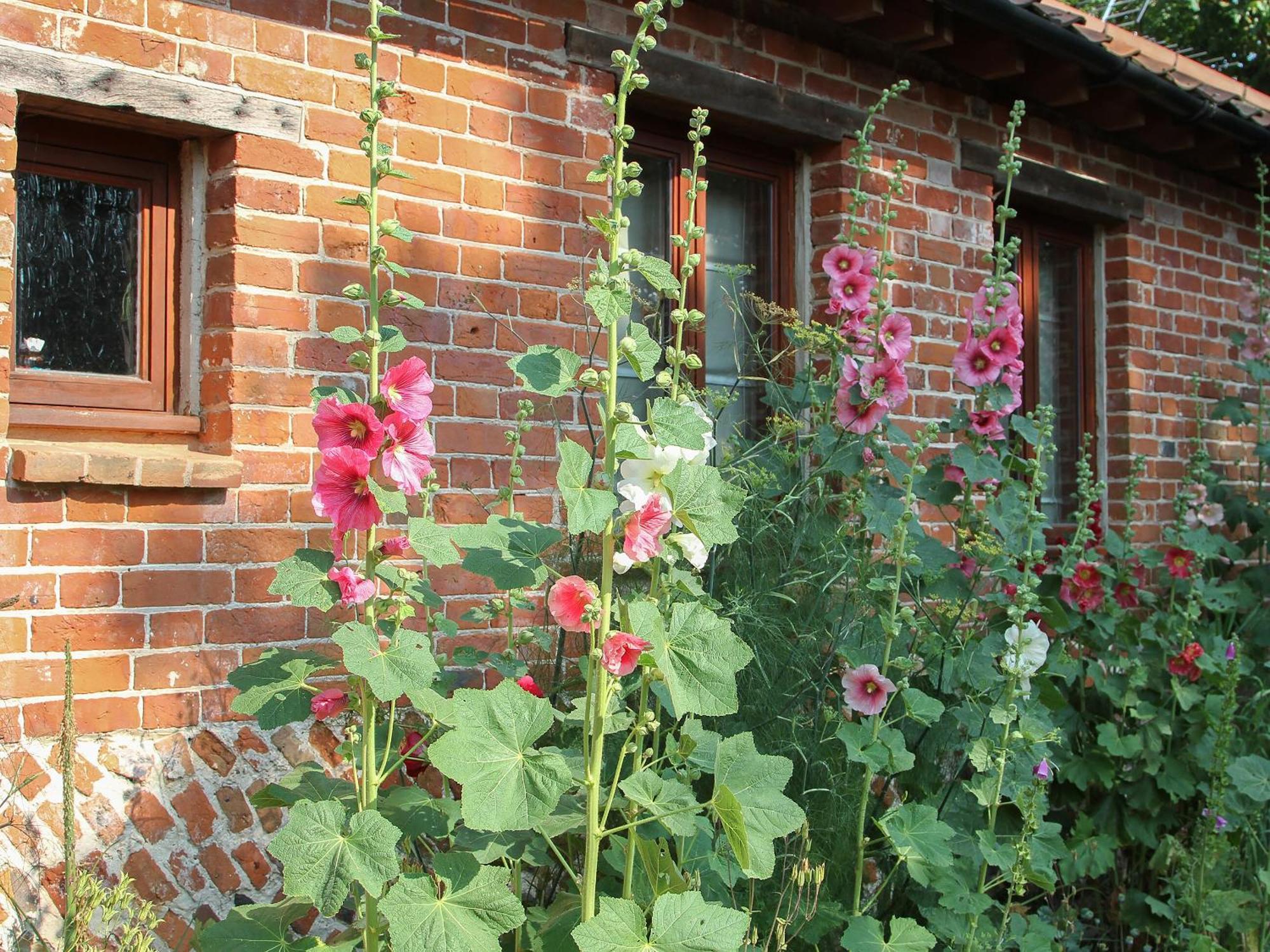 Villa Elm Tree Barn Felmingham Exterior foto
